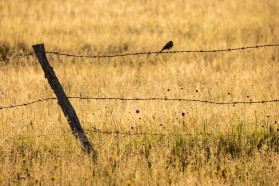 Open habitats in Komarnica: the land of endless sunsets